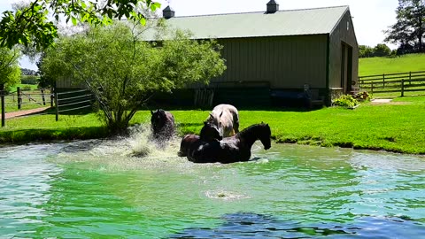 Beautiful horses splash and play in the pond