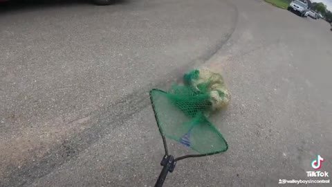 Runaway dog gets caught in a net
