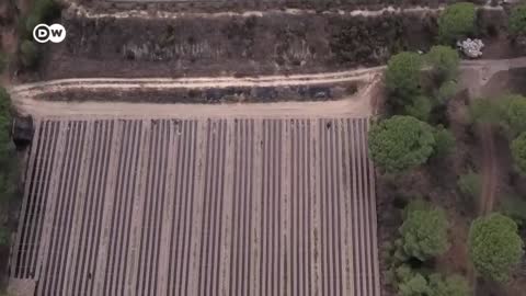 Spanish farmers illegaly drill wells to irrigate their fields | Focus on Europe