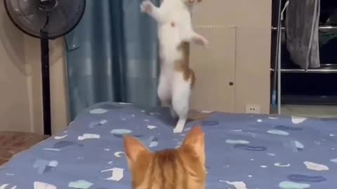Cute cat 🐱 funny video#😂😅