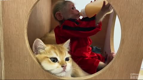 Ngôi nhà hạnh phúc của khỉ con và mèo