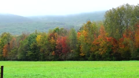 Fall Foliage