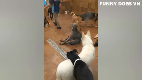 Funny Animal videos