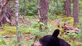 Bear Dances On Broken Branch