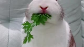 Pet development plan: my sister likes coriander best... I just don't like it at all 😌