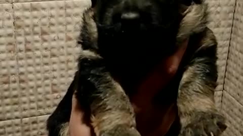 dog German Shepard cute puppy