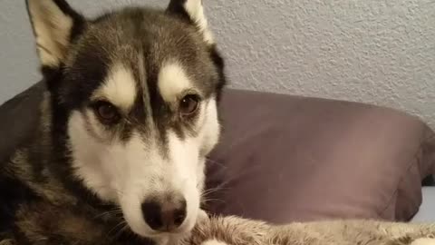 Husky displays motherly instincts with stuffed animal