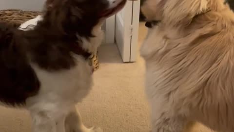 Golden Retriever & Springer Spaniel Playing With A Cornucopia Toy From Last November