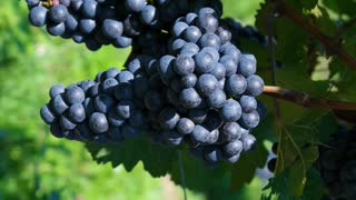 Purple or blue grapes in a vine
