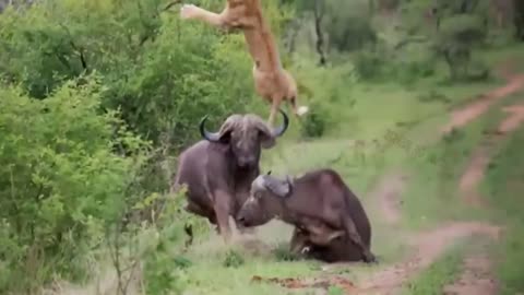 Lion 🦁 Fight With Killed For Food (Part-3)