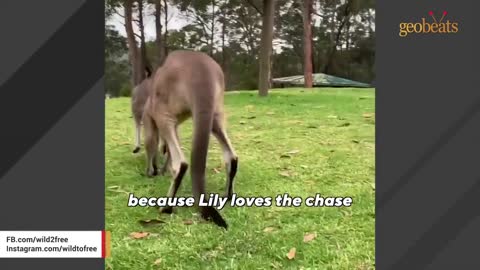 This giant kangaroo with huge ego is the biggest baby