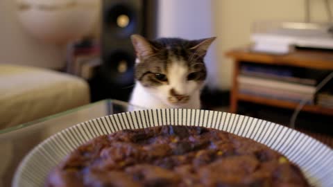 Hungry cat and food plate