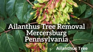 Ailanthus Tree Mercersburg Pennsylvania