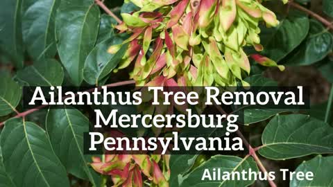 Ailanthus Tree Mercersburg Pennsylvania