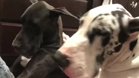 Great Dane Video 34