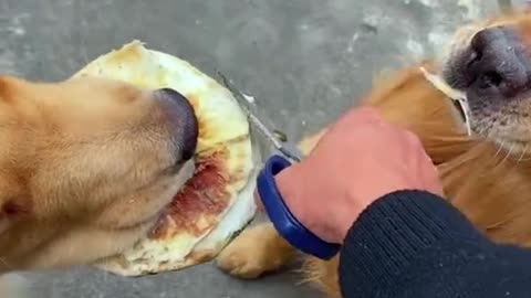 Dog Funny Video (Instagram Funny Video) 🤣🤣🤣