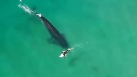 BIG WHALE SURFING WITH THE SURFER