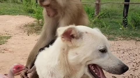 Monkey playing with dog#viral#cool#trend