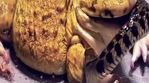 Bull frog eating black scorpion and a snake alive