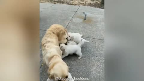 The cutest Golden Retriever videos, I just love them <3