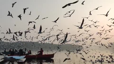 Flock Of Seagulls Flying Over A Body Of Water