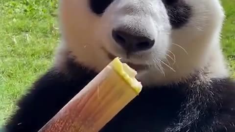 Panda comiendo un bambu‼️‼️🐼🐼🐼🐼