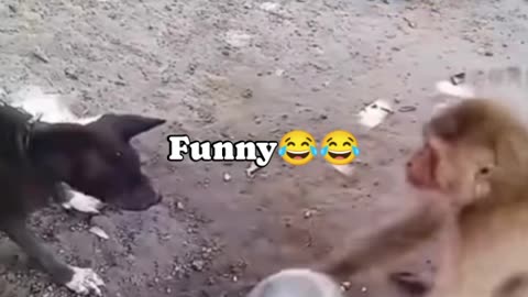 Monkey 🐒🐒 vs dog 🐩🐩🐩🤣🤣🤣😂#comedy #funny #shorts