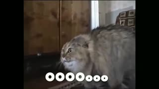 cat_funny_videos