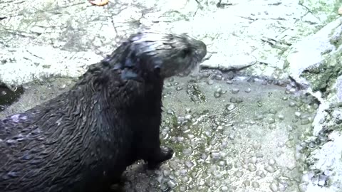 Surrogate sea otter mothers help stranded pups in California