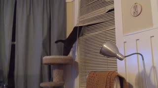 Cat has issues with window shades