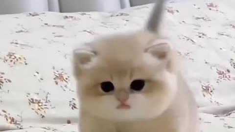 Cute Kitten playing with its owner