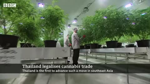 Thailand legalises cannabis growing and trade