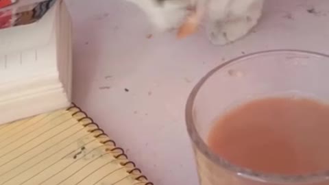 Cat drinking milk