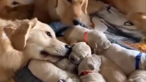 Funny Puppys