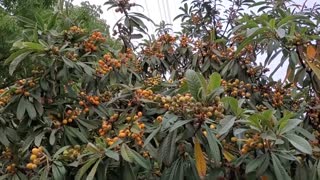 A loquat tree