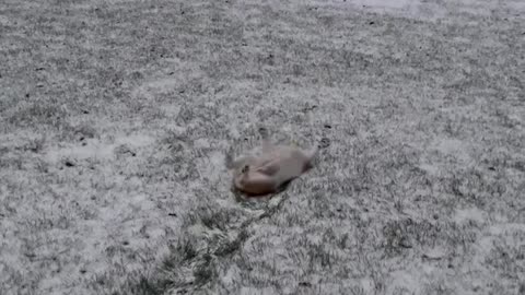 Dancing and Sledding at the Same Time