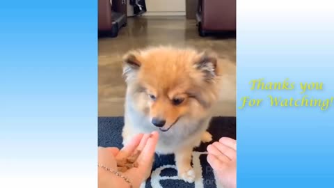Funniest Animals - Best Of The Funny Animal Videos..🤣🐶