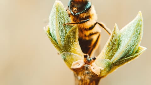 After Stinging Humans, Why Do Bees Die? https://tinyurl.com/beesarticle