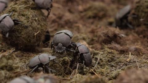 Dung beetles are strongest body weight in Animal King