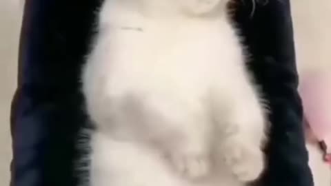 Funny cat videos