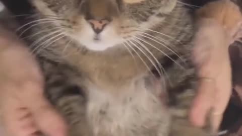 Cat funny video