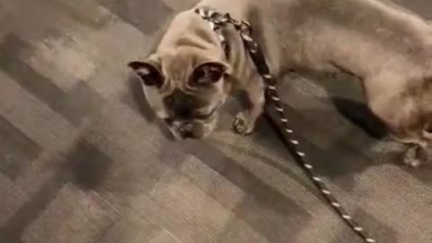 Cute Dog Runs Away | Funny | Relatable | Cute |