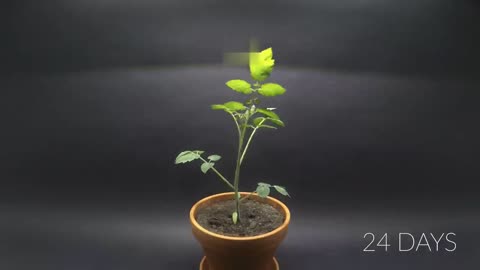 Planting TOMATO SLICE To Grow TOMATOES Time-lapse