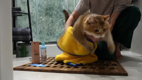 Purrr-Lo! It's Mooncat Waterless Cat Shampoo!