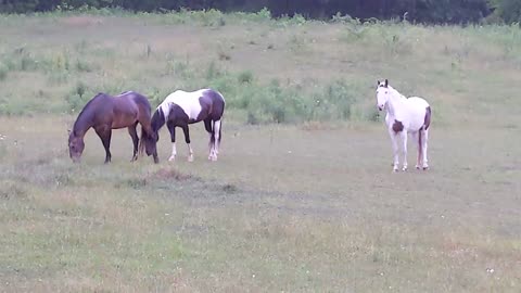 Horses standing out in a Summer storm 25 June 2023