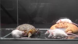 Pacman Frog and African Bullfrogs eats adult mice WARNING LIVE FEEDING!! (Short version)