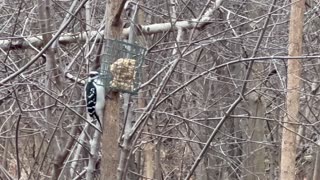 Hairy woodpeckers shenanigans