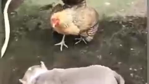 Funny Dog Vs Chicken Fight