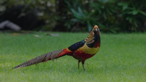 The Golden Pheasant: Close Up HD Footage (Chrysolophus pictus)