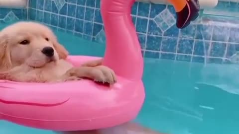 Cute puppy enjoying a swim in the pool